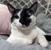 Luca