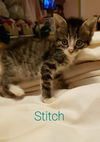 Stitch