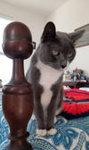 Catie