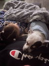 Buddy