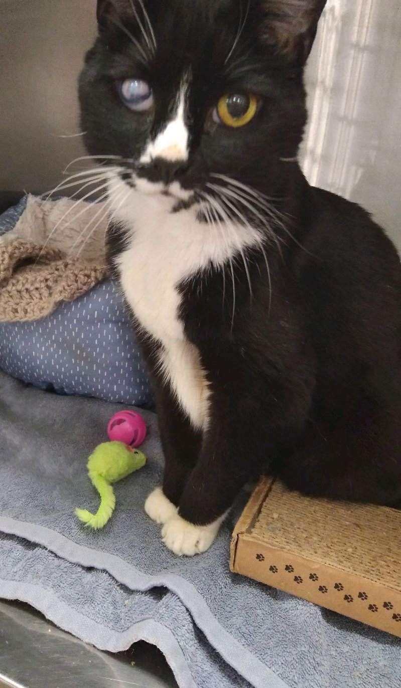 adoptable Cat in Philadelphia, PA named Miss Missy