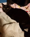 Luna (black 2)