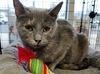 Maddie (tortoiseshell)