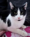 Oreo