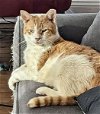 adoptable Cat in adel, IA named Taz