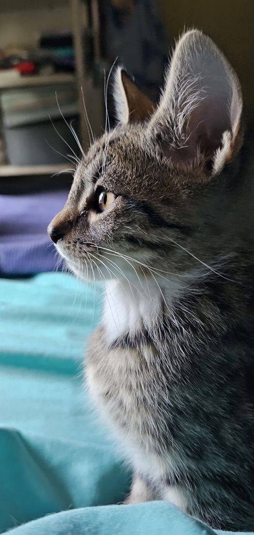 Freddy