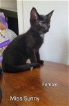 adoptable Cat in philadelphia, PA named Sunny