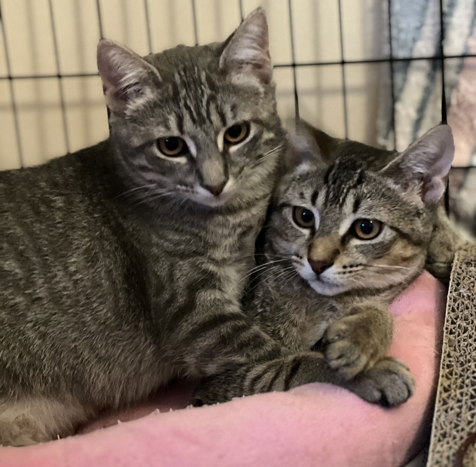 adoptable Cat in Philadelphia, PA named Tandy