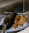 Tea-Lee