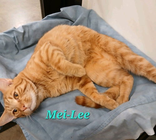 Mei-Lee
