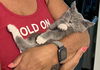 Sox