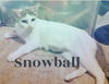 Snowball