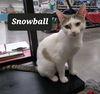 Snowball