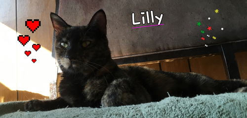 Lilly