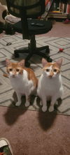 Doddy