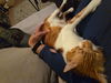 Doddy