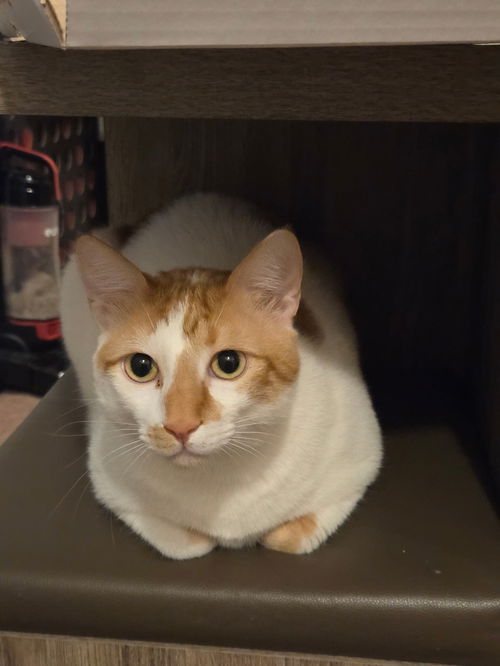 Buddy