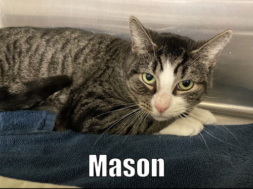 Mason