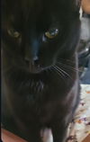 Aries (FeLV+)