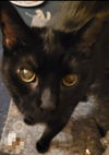 Aries (FeLV+)