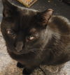 Aries (FeLV+)