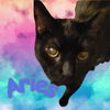 Aries (FeLV+)