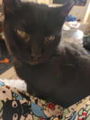 Aries (FeLV+)