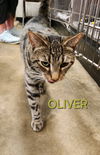 Oliver