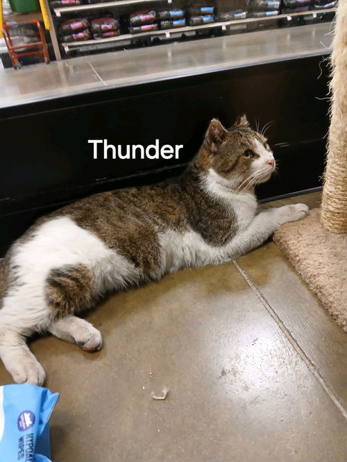 Thunder