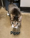 Piper