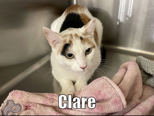 Clare