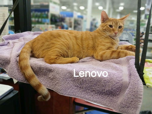 Lenovo