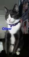 Oliver (formerly Dorito)