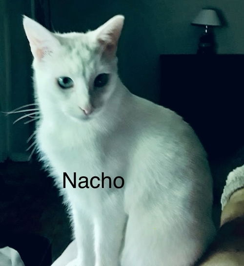 Nacho