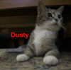 Dusty