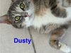 Dusty