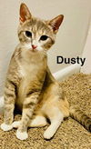 Dusty