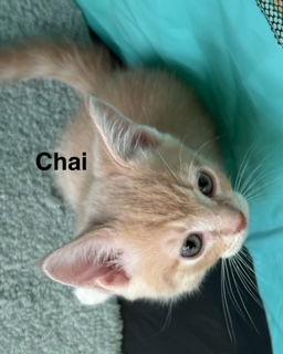 Peaches (formerly Chai)