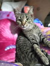 Chloe (Brown Tabby)