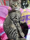 Chloe (Brown Tabby)