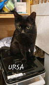 Ursa