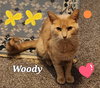 Woody