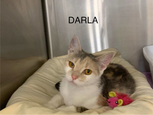 Darla