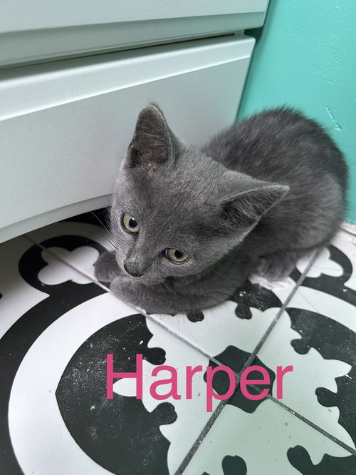 Harper