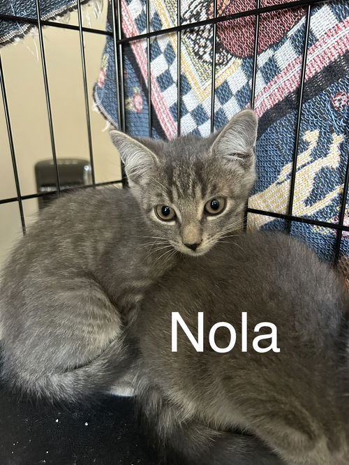 Nola