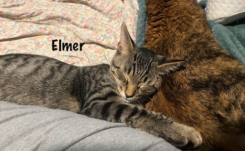 Elmer