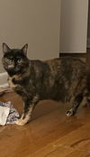 Maya (torti)