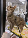 Graycie