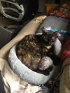 Miss Kitty