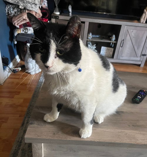 Loki